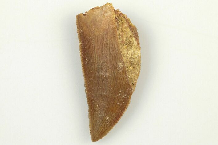 Serrated, Raptor Tooth - Real Dinosaur Tooth #200292